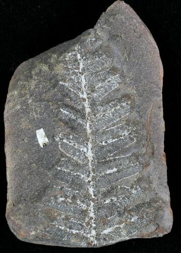 Million Year Old Fern Fossil - Illinois #21429
